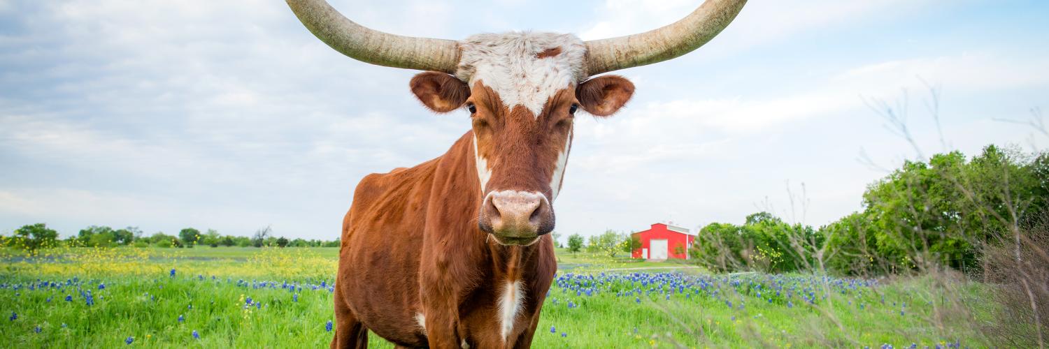 A cow with a farm in the background