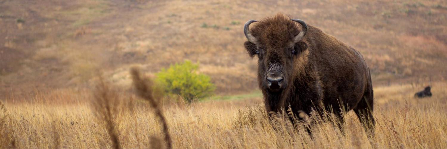 A steer in a wheat field