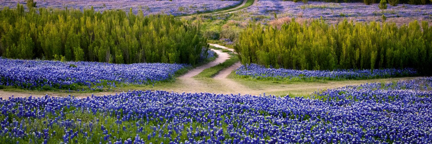 Texas landscape